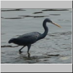 Western reef egret.jpg